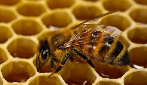 В Мосприроде рассказали, что пчелы в экоцентре «Битцевский лес» спрятались до весны