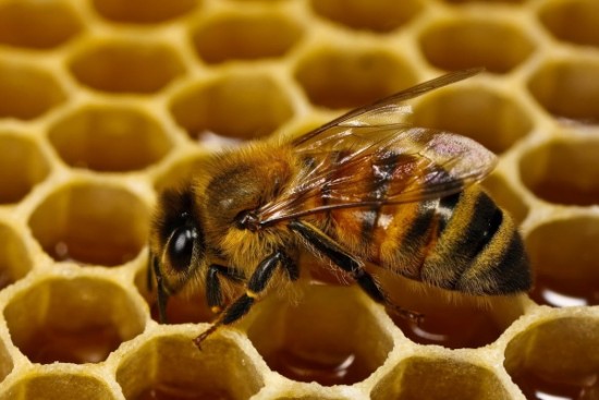 В Мосприроде рассказали, что пчелы в экоцентре «Битцевский лес» спрятались до весны