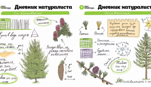 Жителям Котловки предлагают в декабре изучить хвойные деревья