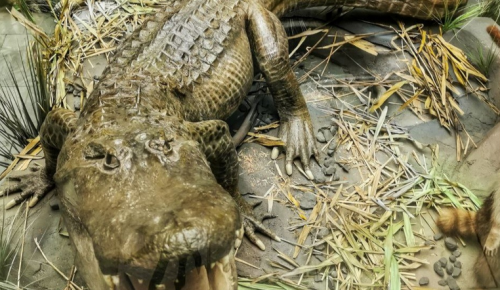 Дарвиновский музей рассказал историю легендарного крокодила Сатурна