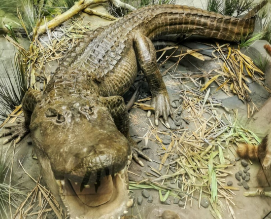 Дарвиновский музей рассказал историю легендарного крокодила Сатурна