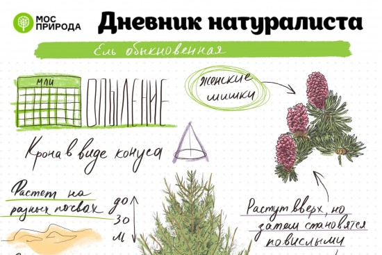 Жители Ломоносовского района могут заполнить «Дневник натуралиста» о хвойных деревьях
