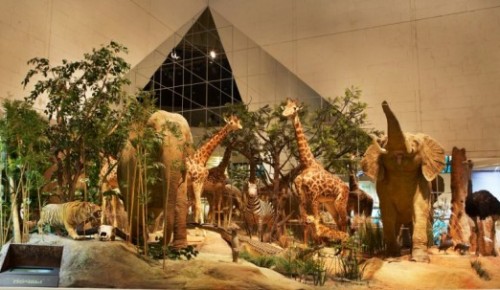 Дарвиновский музей отметит День защиты прав животных 10 декабря