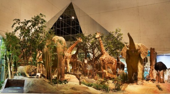 Дарвиновский музей отметит День защиты прав животных 10 декабря