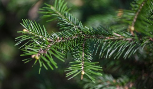 Жителям Обручевского района предлагают выбрать пункты приема новогодних елок