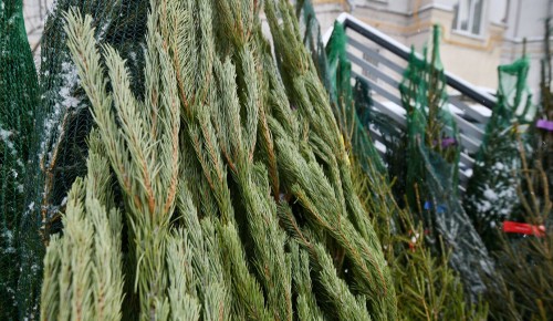 Жители Северного Бутова могут выбрать пункты приема новогодних елок