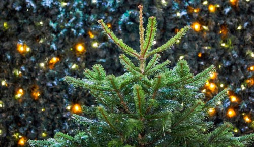 Жители Зюзина могут выбрать пункты приема новогодних елок
