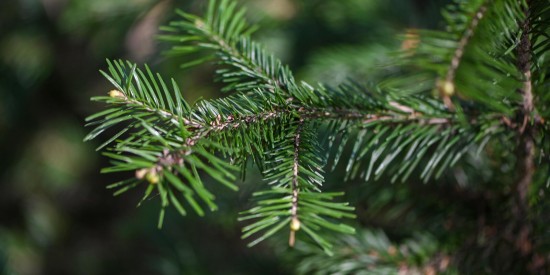 Жителям Обручевского района предлагают выбрать пункты приема новогодних елок