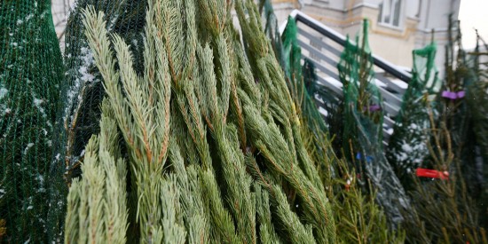 Жители Северного Бутова могут выбрать пункты приема новогодних елок