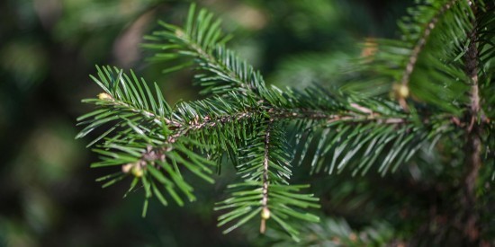 Жителям Котловки предлагают выбрать пункты приема новогодних елок