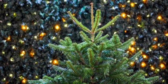 Жители Зюзина могут выбрать пункты приема новогодних елок
