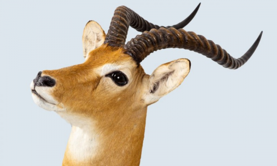 Коллекция Дарвиновского музея пополнилась чучелом головы антилопы коб