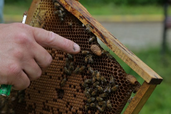 В «Меридиане» научат изготавливать медовые свечи из вощины