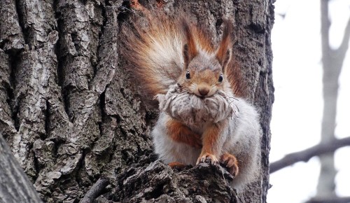 Жители округа могут поучаствовать в зимней переписи животных