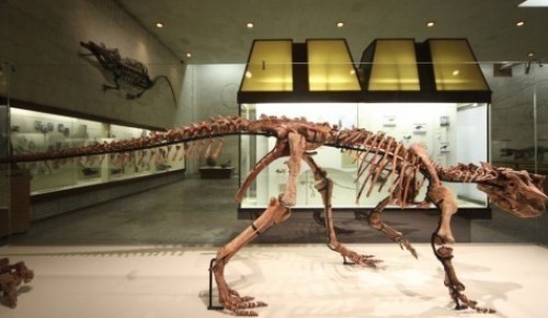 Палеонтологический музей сообщил о графике работы во время январских выходных 