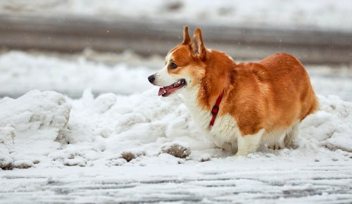 В Ломоносовском районе ищут пропавшую собаку