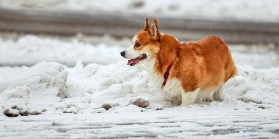 В Ломоносовском районе ищут пропавшую собаку