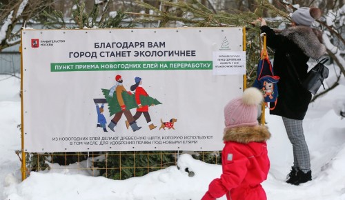 Жители Ясенева смогут отнести елки в пункт переработки в «Битцевский лес»