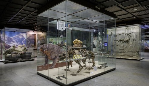 В Дарвиновском музее завершилась частичная реконструкция витрины «Пермь»
