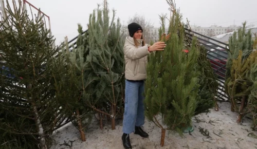 На природных территориях ЮЗАО откроют пункты по сбору отслуживших елок
