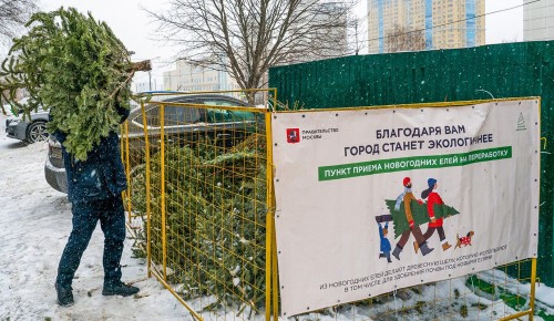 В Конькове со 2 января начнут работать пункты приема елок на переработку