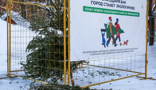 В Обручевском районе откроют шесть пунктов приема елей на переработку