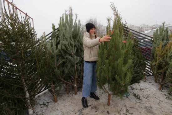 На природных территориях ЮЗАО откроют пункты по сбору отслуживших елок