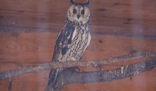 Обитателей вольерного комплекса в Битцевском лесу подкармливают ягодами и орешками