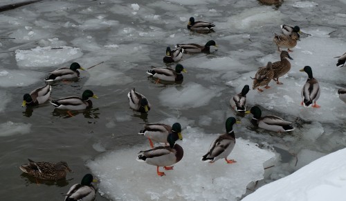 В Битцевском лесу посчитают уток