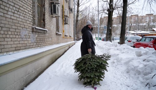 Зеленой красавице не место на свалке. В округе проходит ежегодная акция «Елочный круговорот»