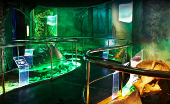 Дарвиновский музей сделает бесплатный вход в интерактивный комплекс для Татьян 25 января