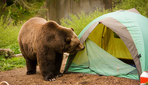 «Меридиан» приглашает на лекцию «Как выжить в лесу при встрече с медведем» 26 января