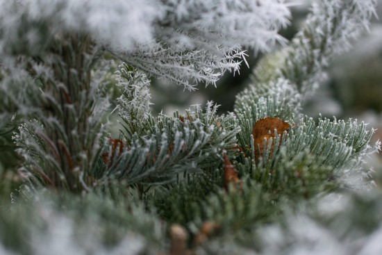 Экоцентр «Битцевский лес» представил программу мероприятий до 29 января