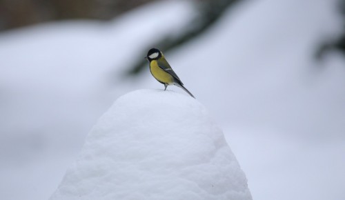 В Битцевском лесу проведут экскурсию к Дню водно-болотных угодий