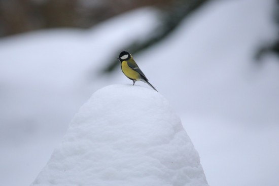 В Битцевском лесу проведут экскурсию к Дню водно-болотных угодий