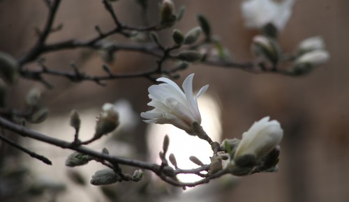 В «Меридане» научат фотографировать цветы в деталях
