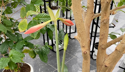 В оранжерее Дарвиновского музея скоро расцветут амариллисовые