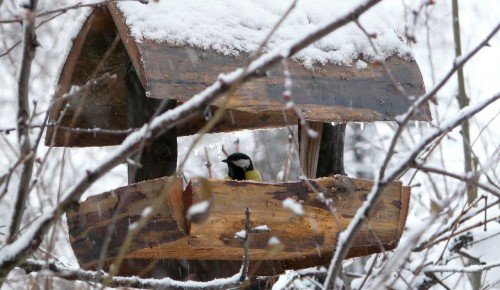 ДПТ «Тропарево» и «Теплый Стан» принимает участие в экологической акции «Накорми птицу»