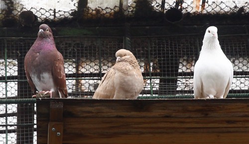 В Южном Бутове спасатели вытащили голубя из вентиляционной шахты