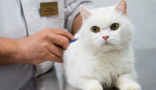 В Обручевском районе открылся временный пункт бесплатной вакцинации домашних животных