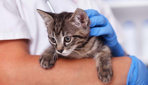 В Теплом Стане в марте откроют два временных пункта бесплатной вакцинации домашних животных