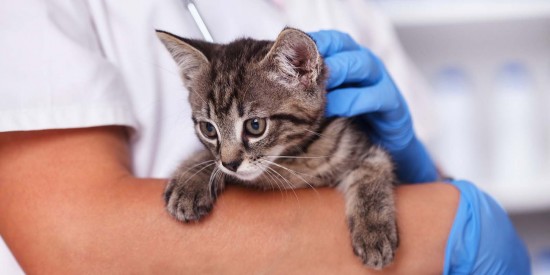 В Теплом Стане в марте откроют два временных пункта бесплатной вакцинации домашних животных
