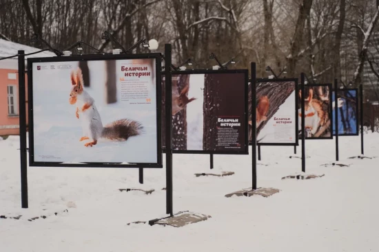 В Воронцовском парке открыли фотовыставку «Беличьи истории»