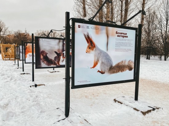 В Воронцовском парке открылась фотовыставка «Беличьи истории»