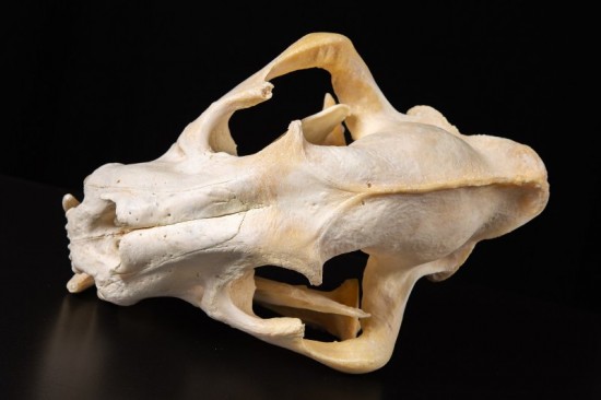 Коллекция Дарвиновского музея пополнилась черепом амурской тигрицы