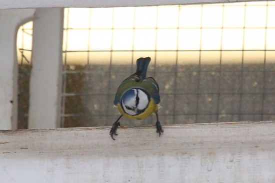 Экоцентр «Битцевский лес» проведет мероприятия к Всероссийскому дню орнитолога