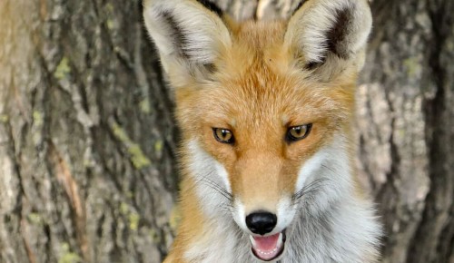 У лис в Битцевском лесу начался брачный период