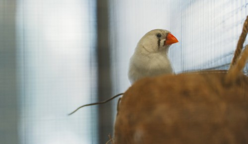 Райские птички из жарких стран: все об амадинах и их содержании
