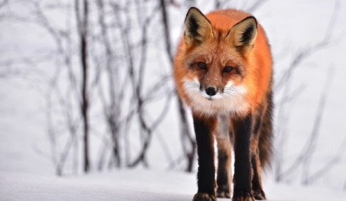 Около детсада на ул. Новаторов заметили лису