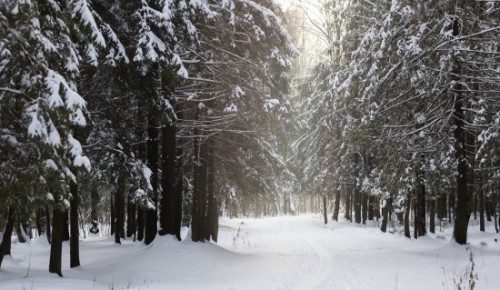 Экоцентр «Битцевский лес» представил программу мероприятий до 26 февраля